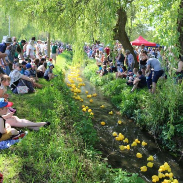 duck-race-SteveBessent